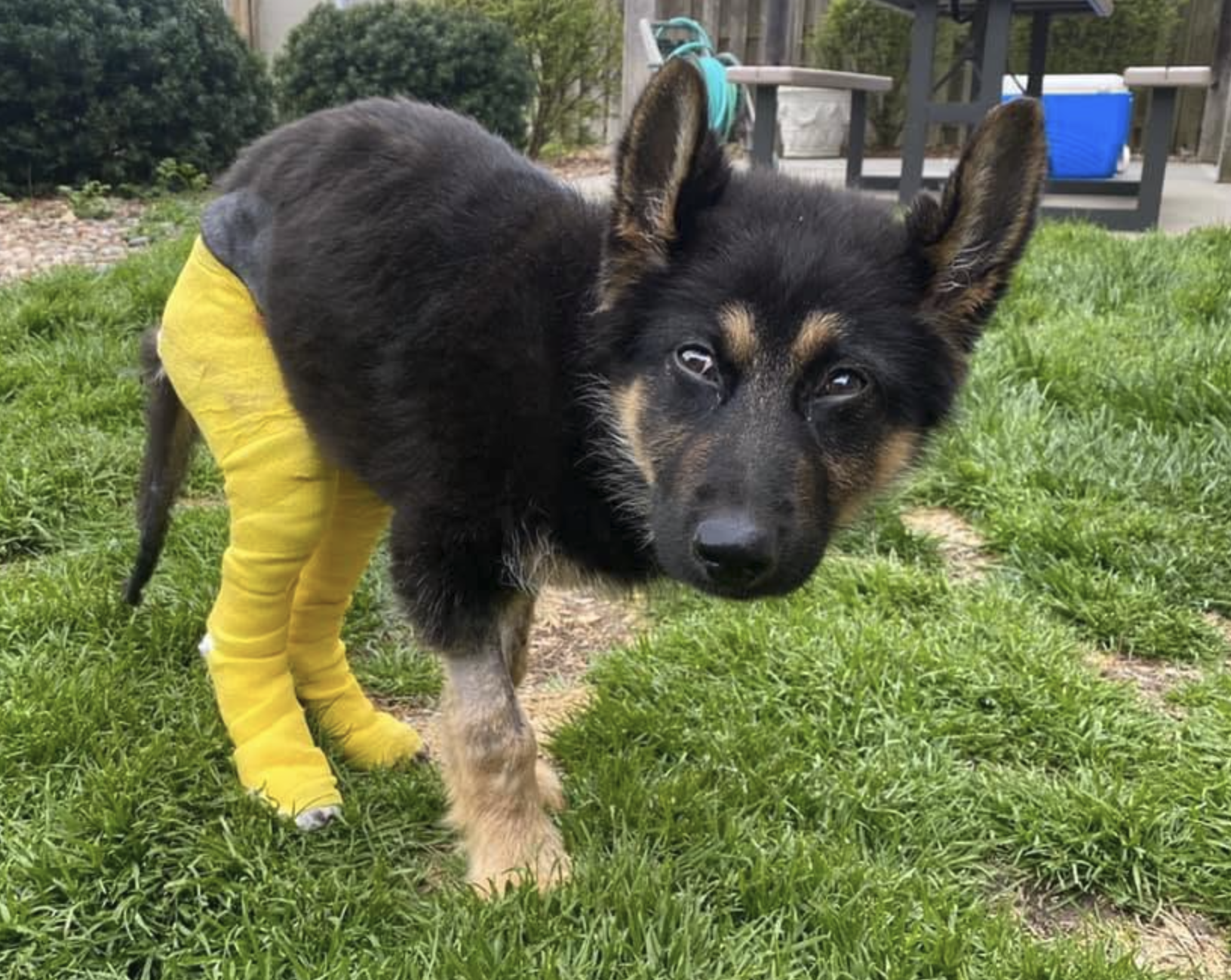 Incredible Journey during his early recovery