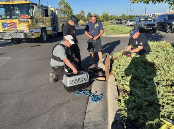 Pawportunities Animal Control work