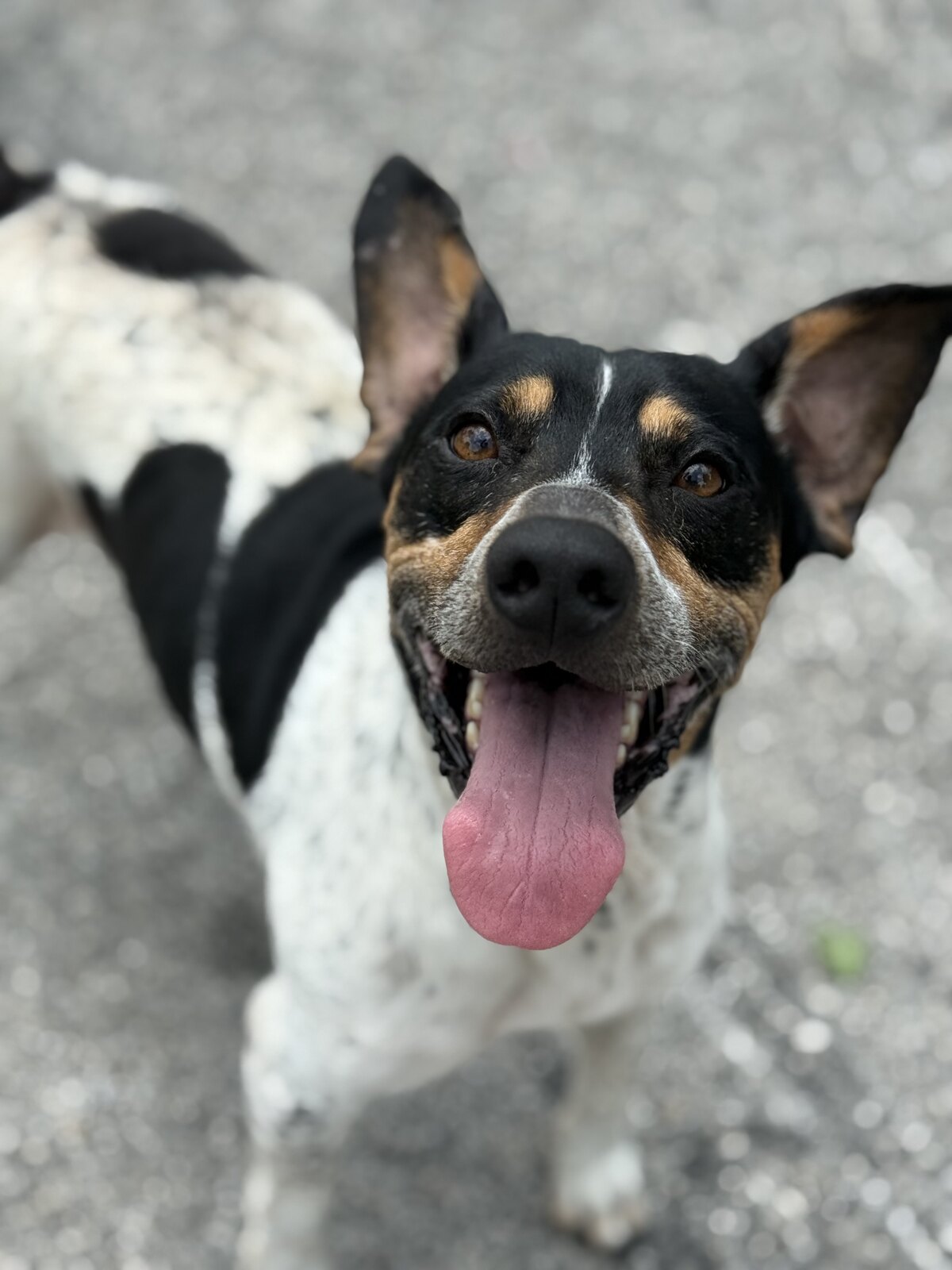 Cooper@ available for adoption