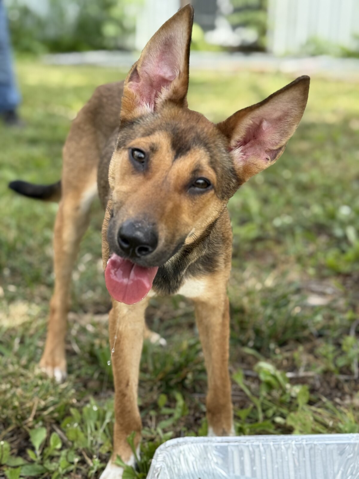 Lulu* available for adoption