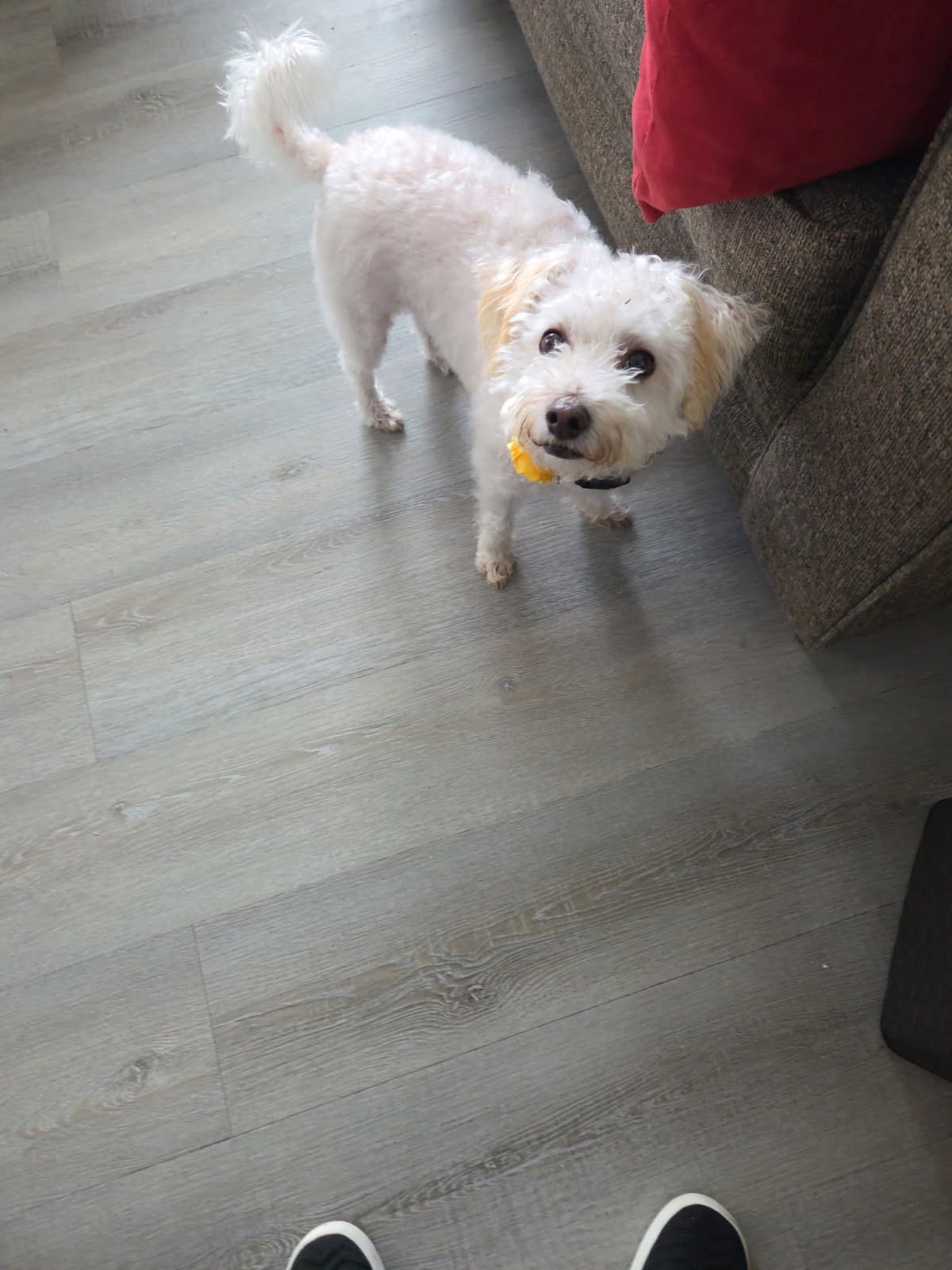 Luna - YP available for adoption