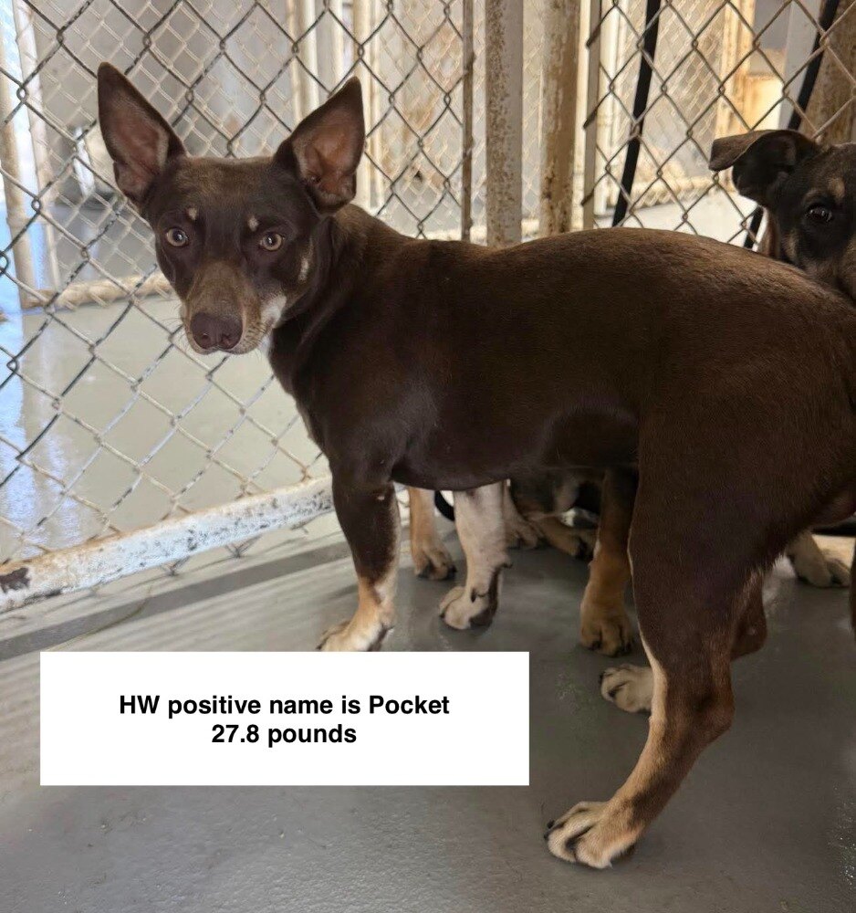 Pocket available for adoption
