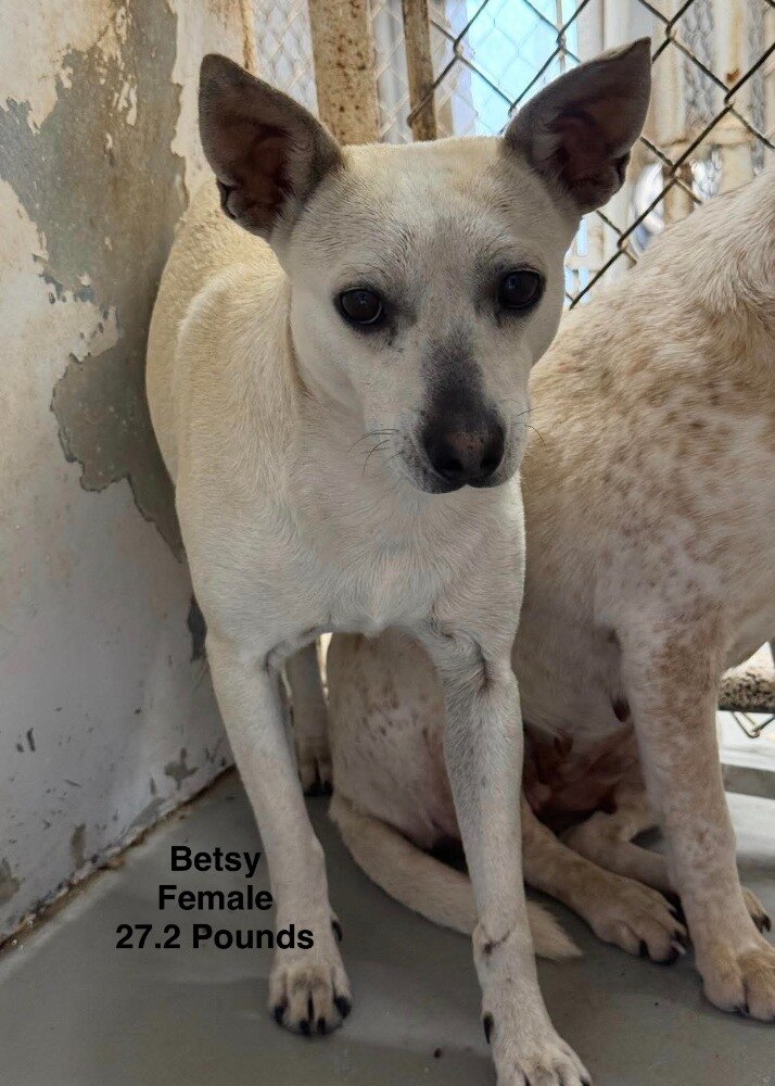 Betsy available for adoption