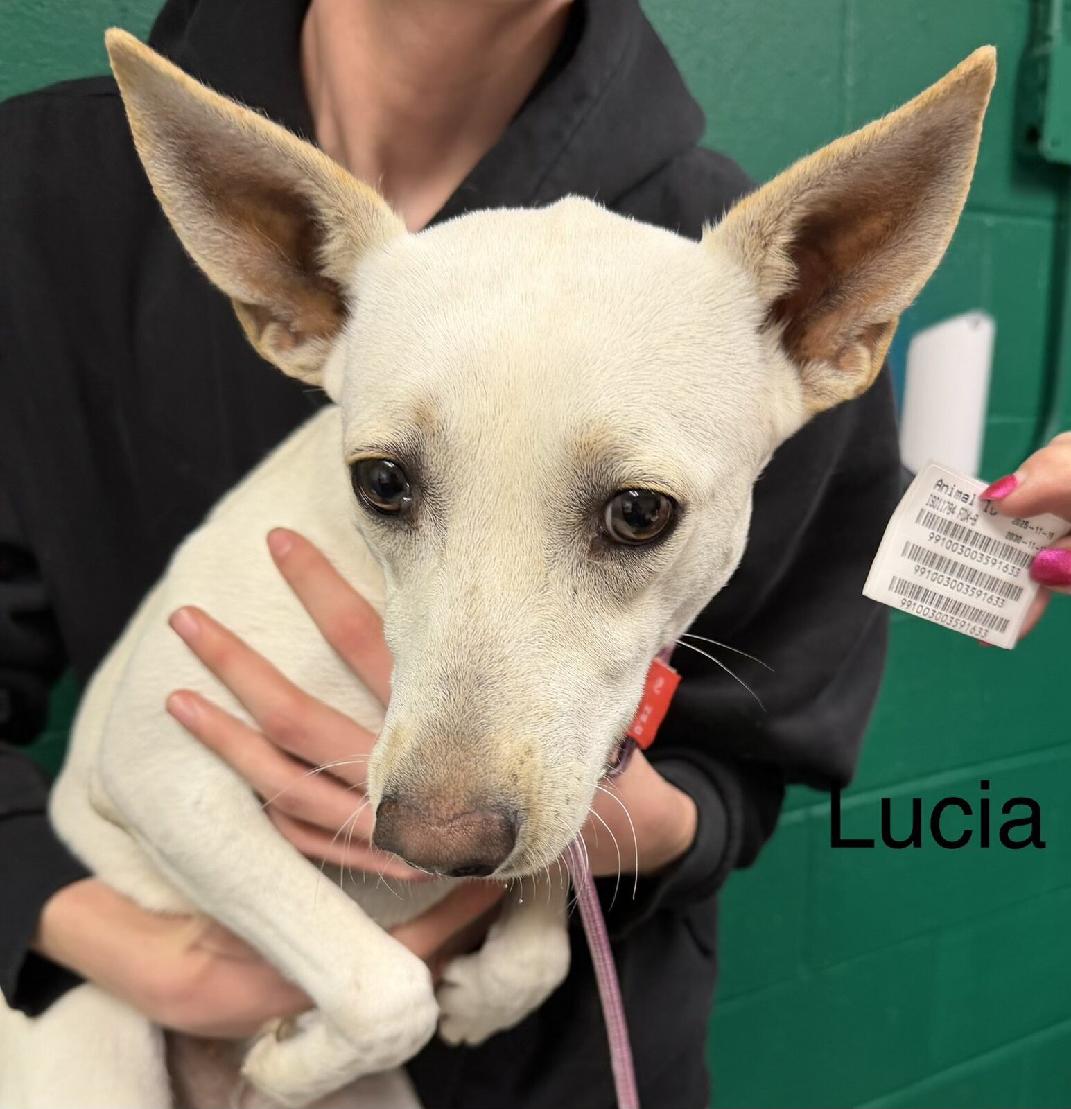 Lucia available for adoption