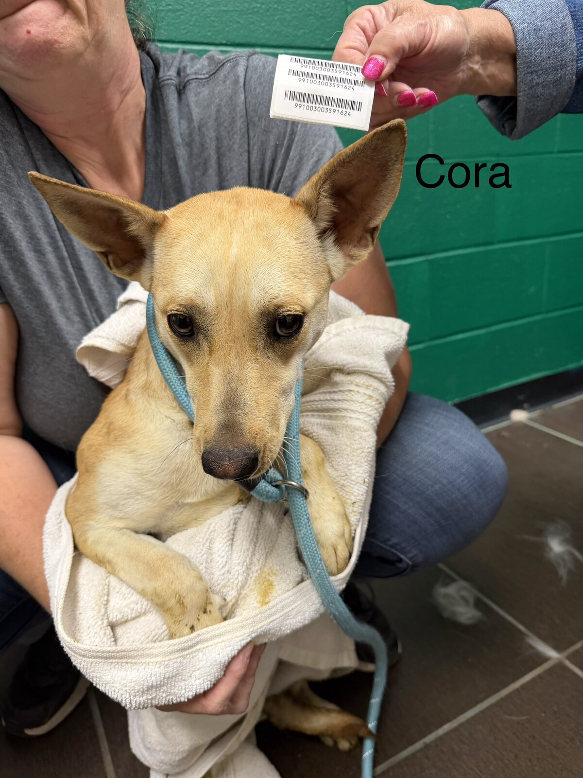 Cora available for adoption