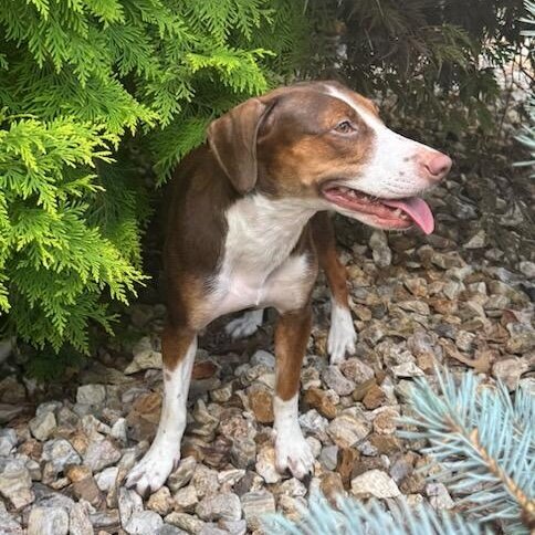 Helen available for adoption