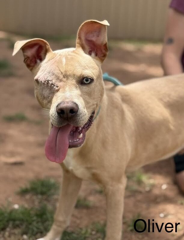 Oliver* available for adoption