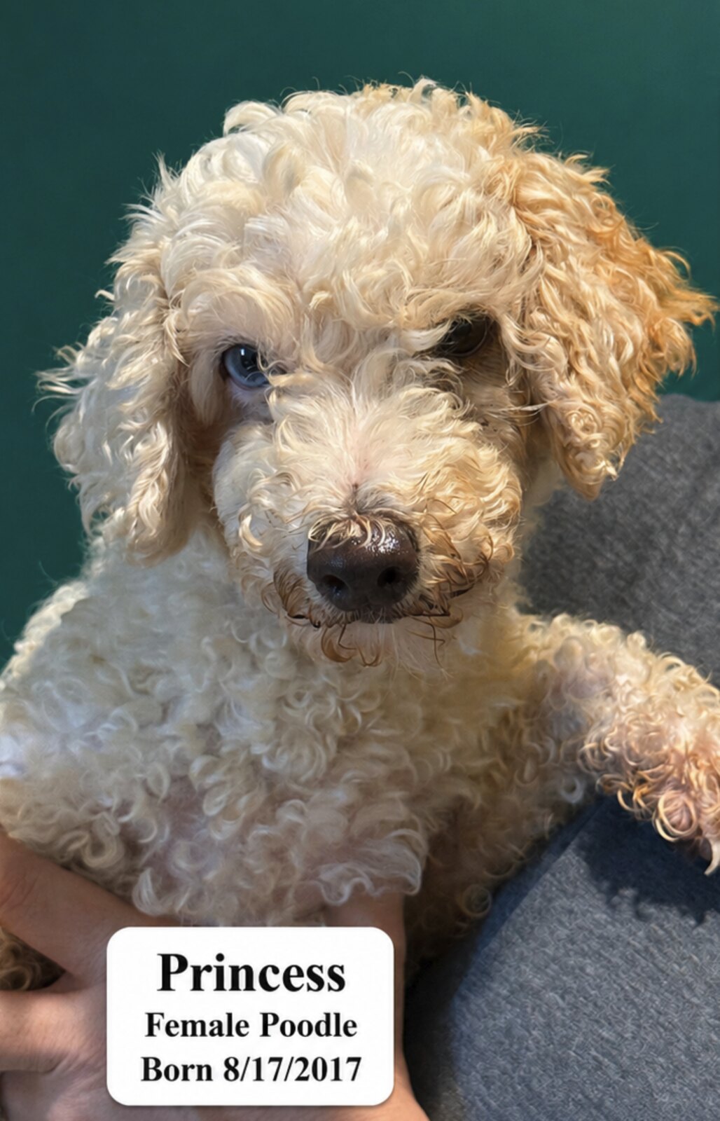Princess available for adoption