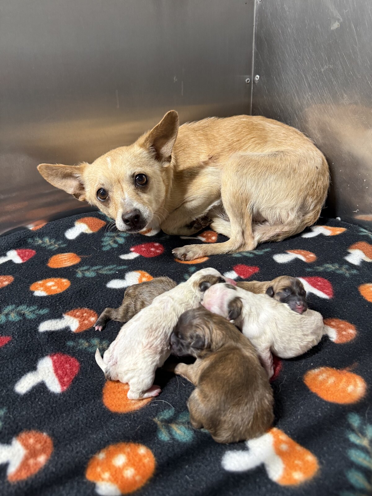 Sugar available for adoption