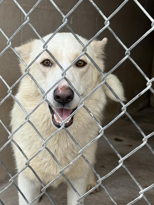Lumi available for adoption