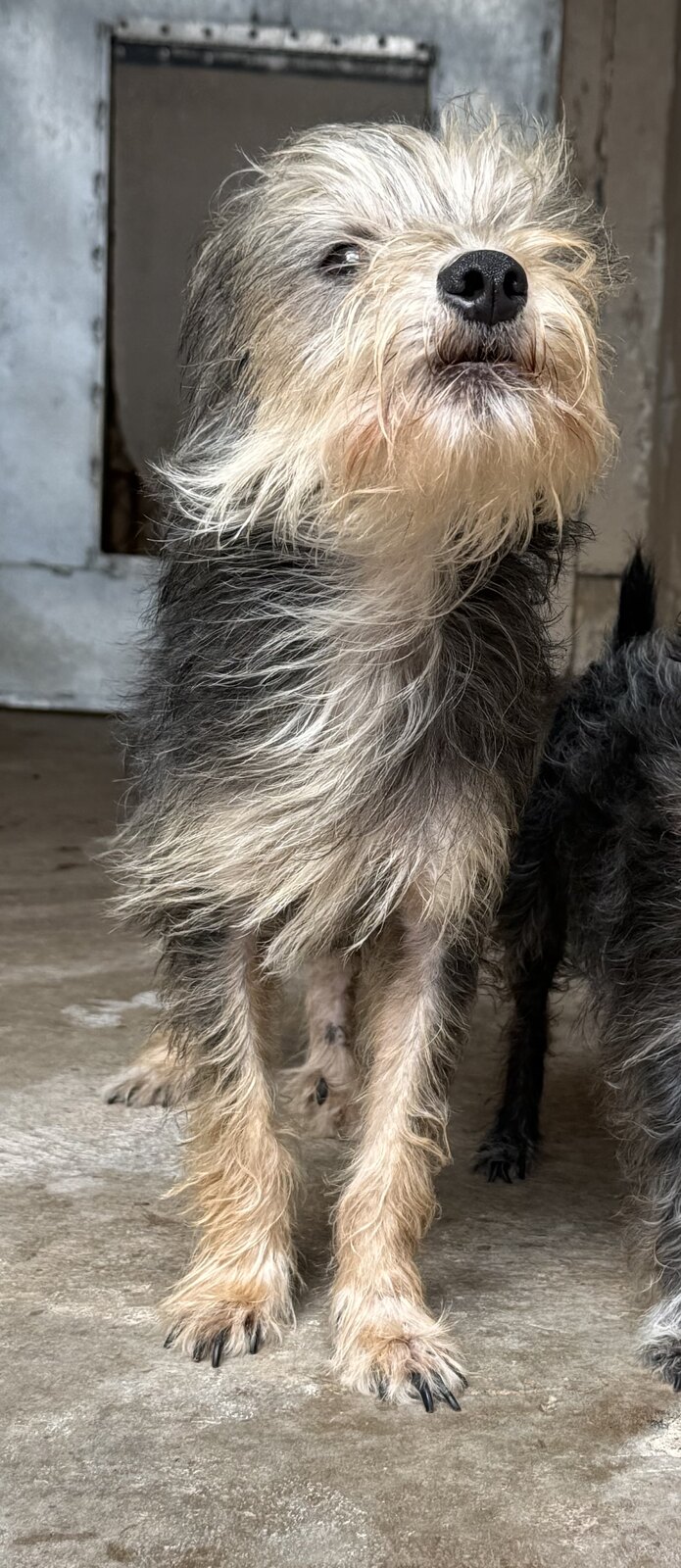 Muneco available for adoption