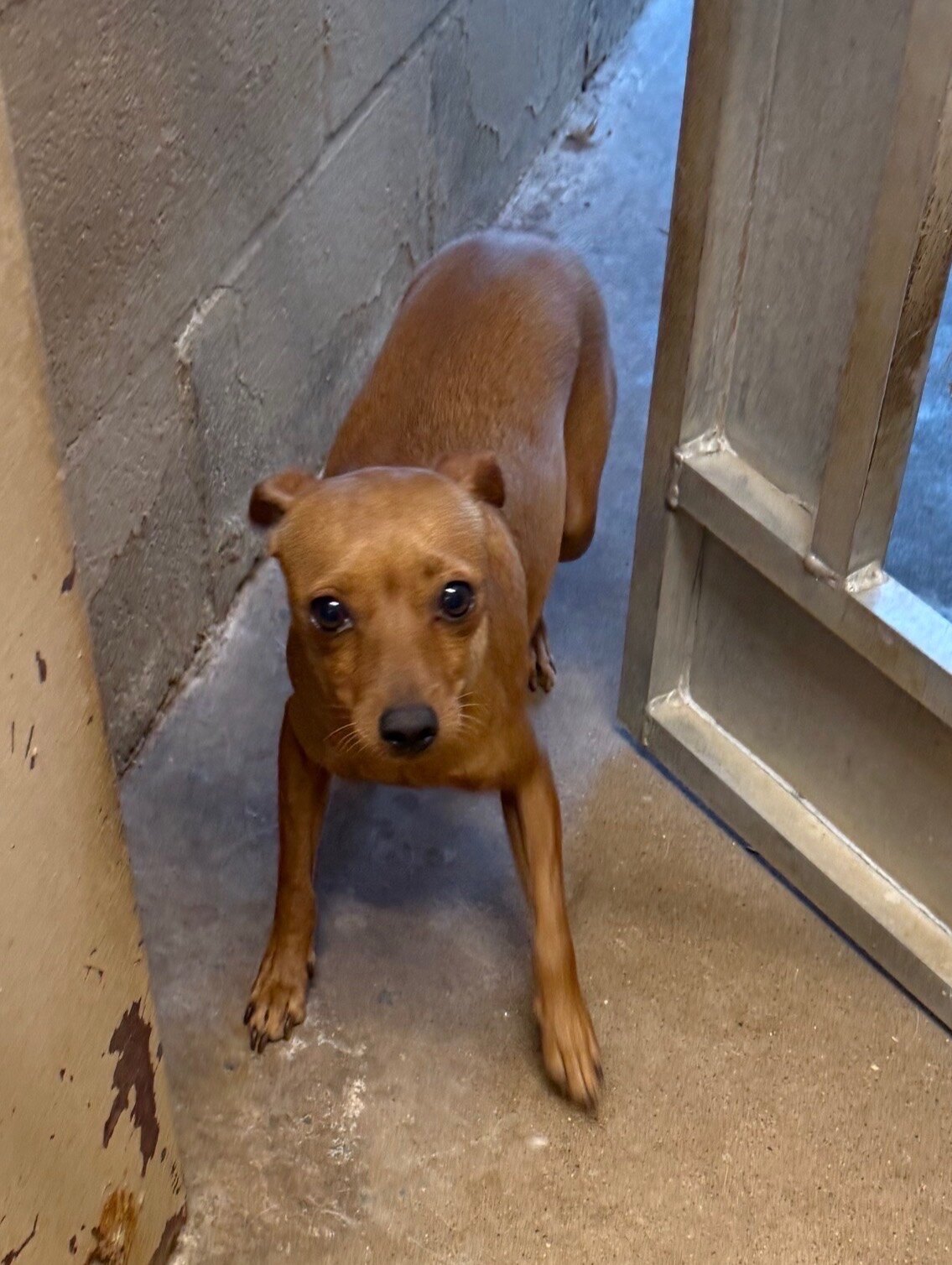 PJ available for adoption