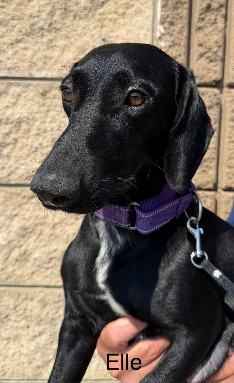 Elle available for adoption