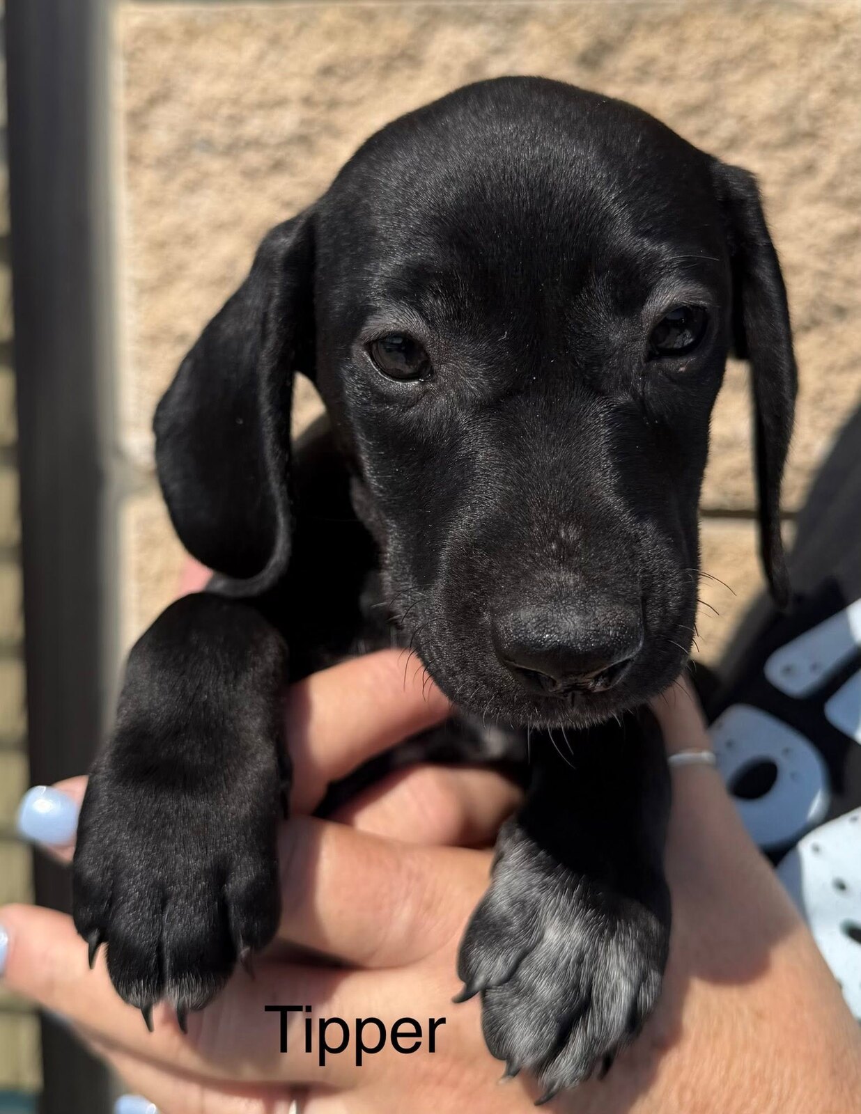 Tipper EP2 available for adoption