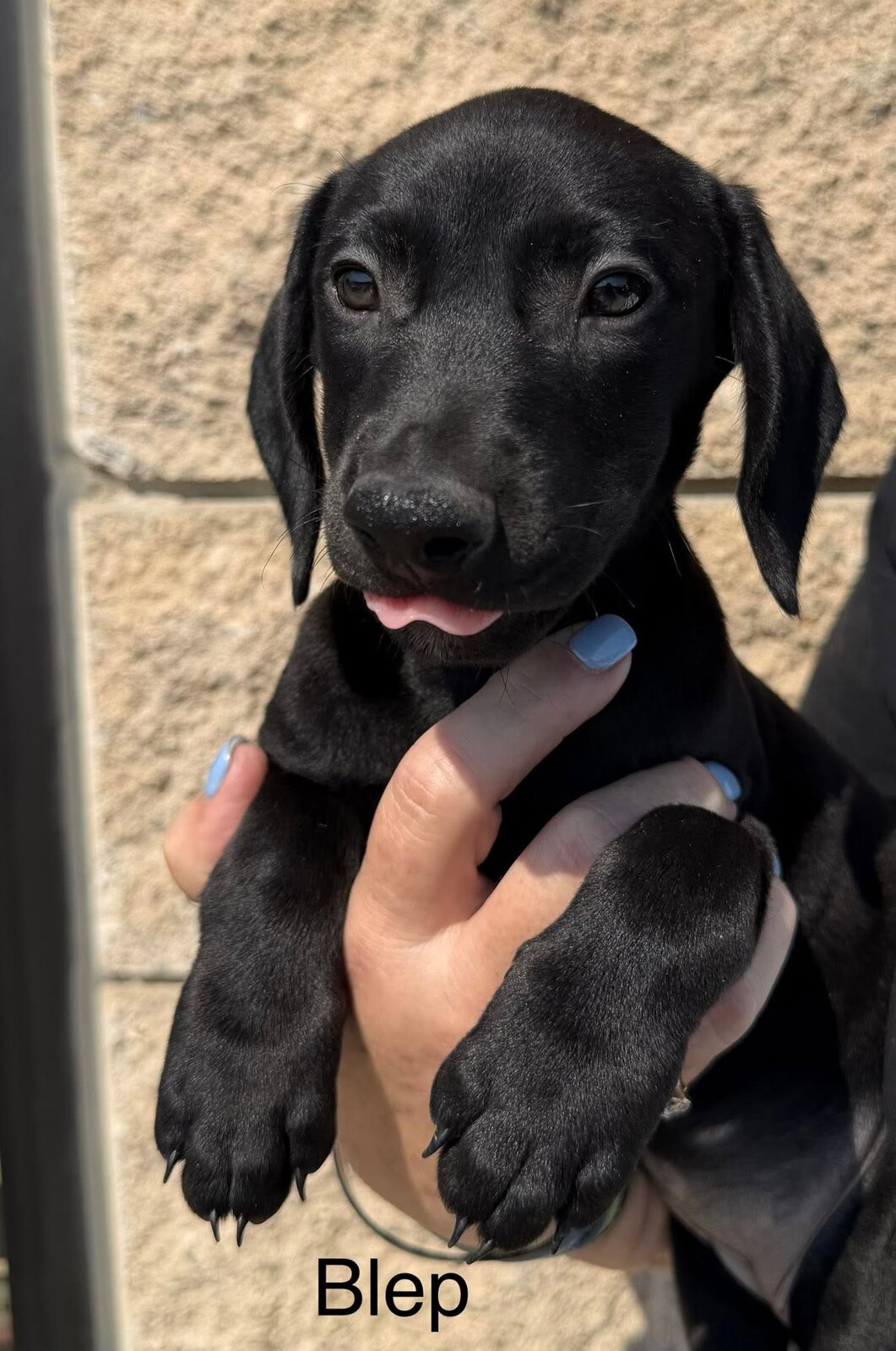 Blep EP5 available for adoption