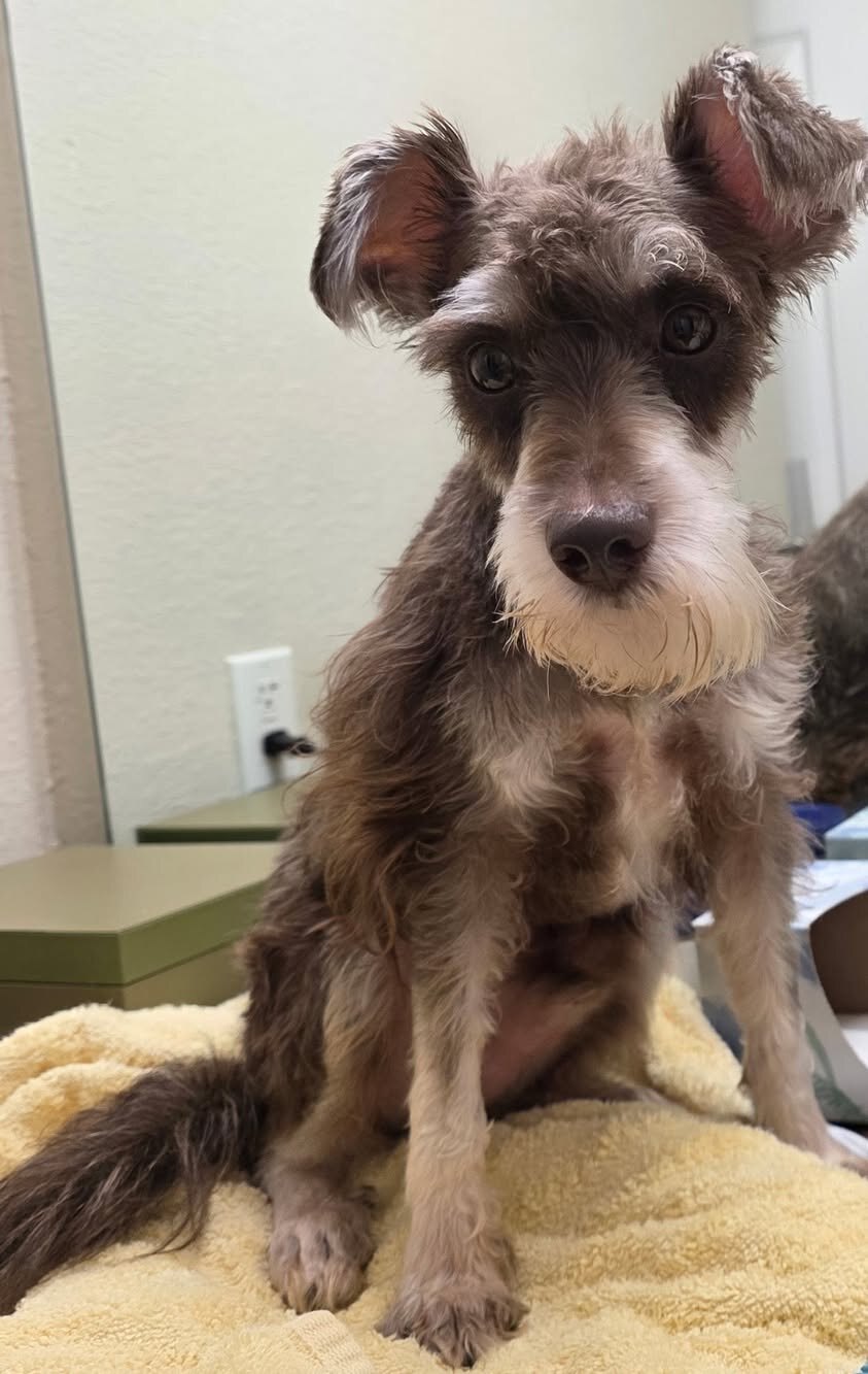 Whip available for adoption