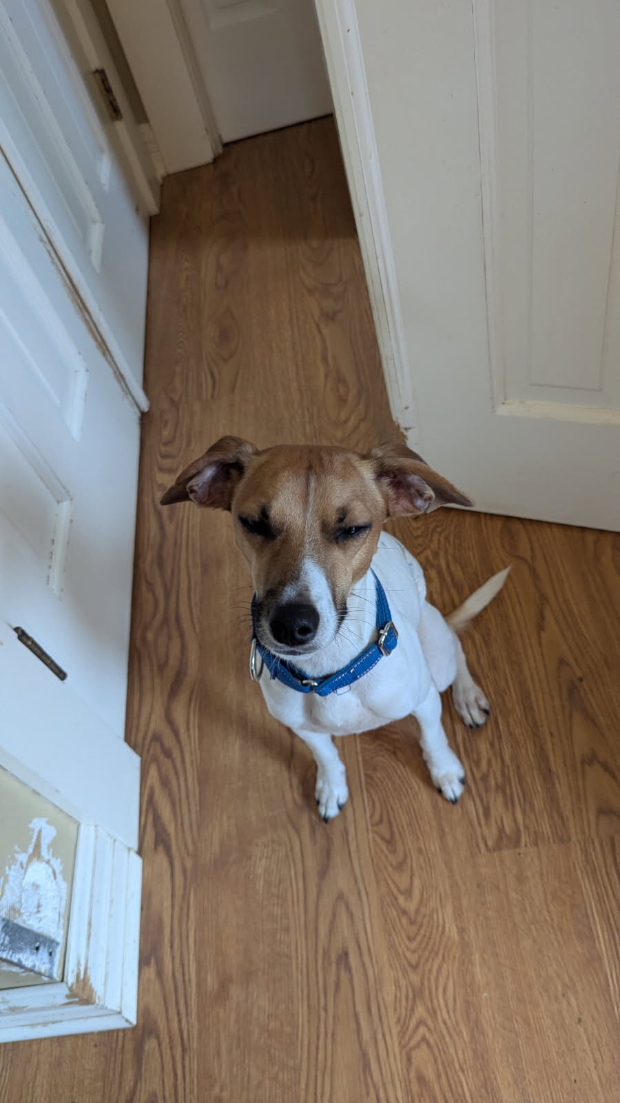 Benjamin available for adoption