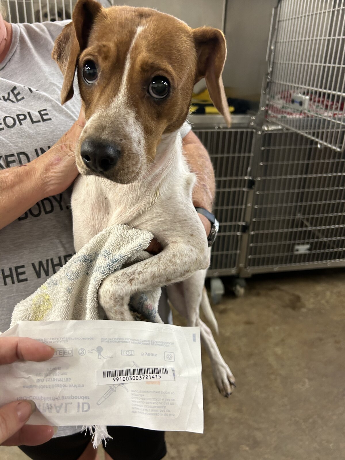 Marilyn available for adoption