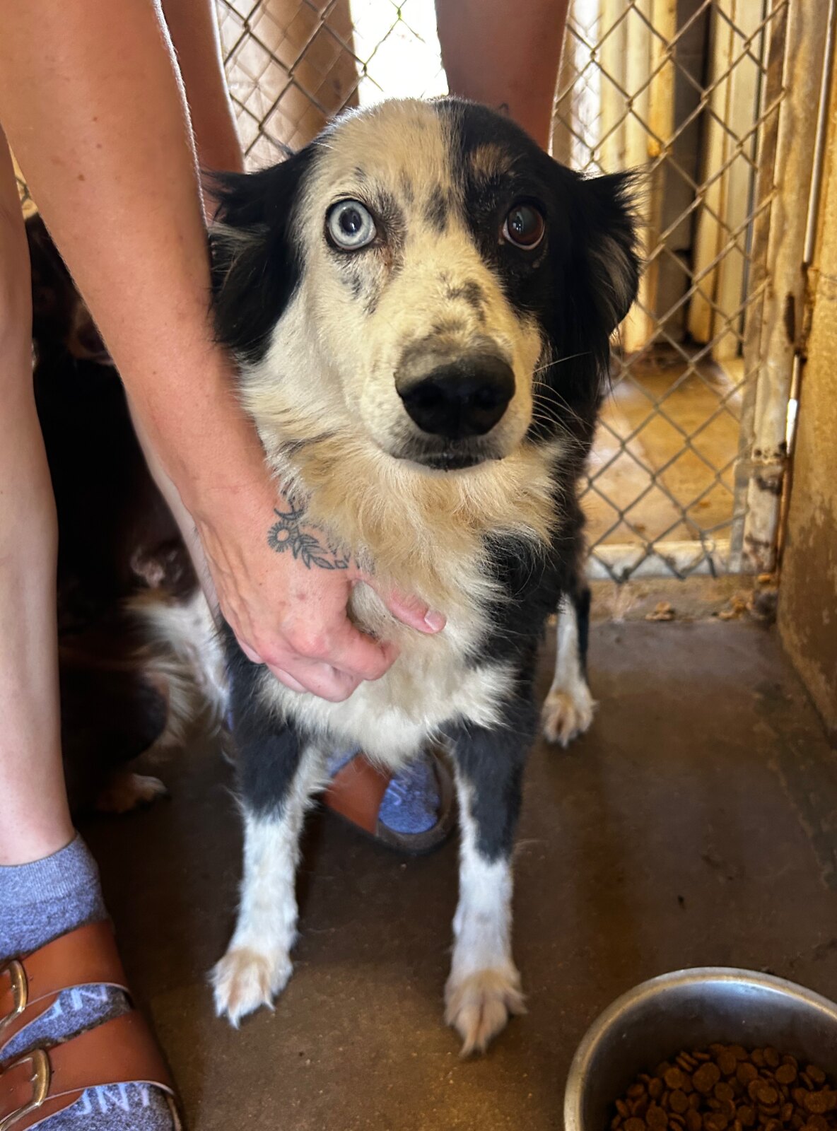 Pebbles (Copper) available for adoption