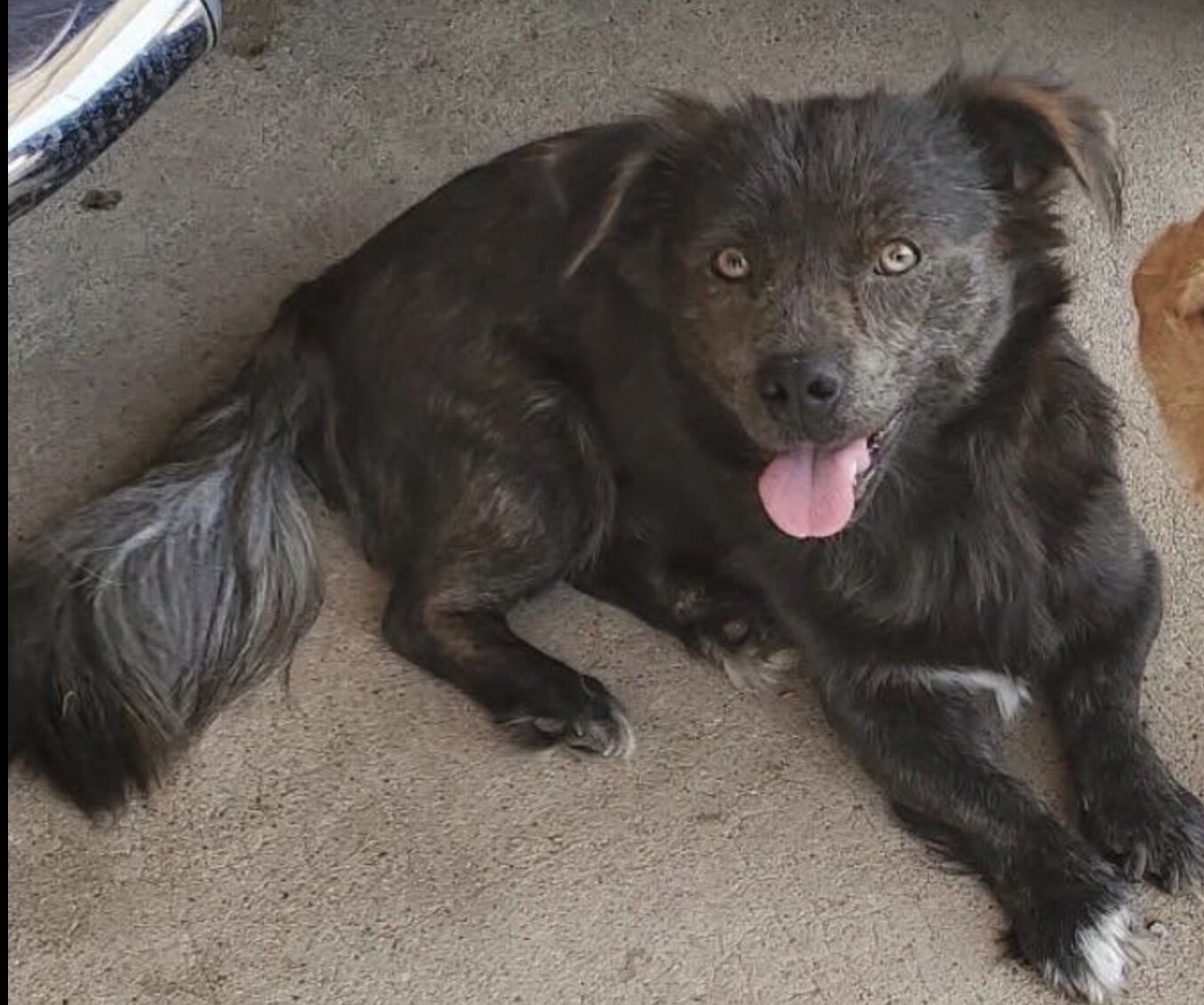 Elvis available for adoption