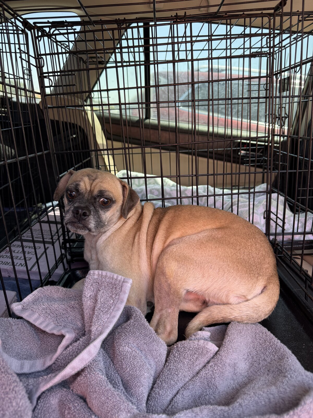 Brutus (Bandit pug mix) available for adoption