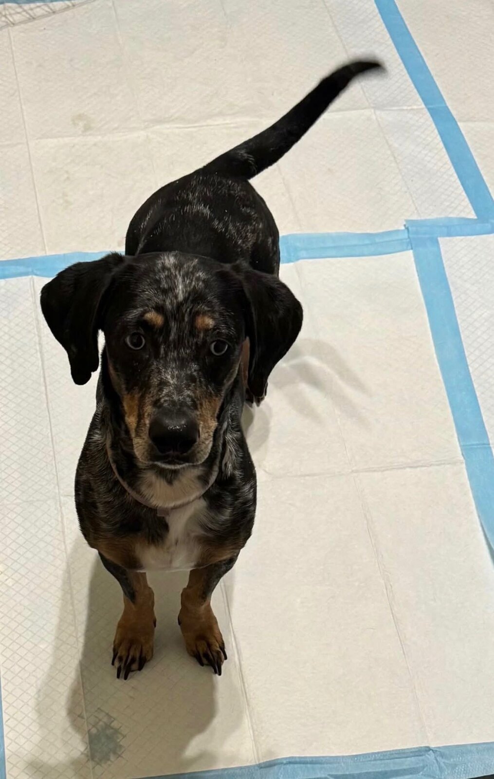 Sky available for adoption