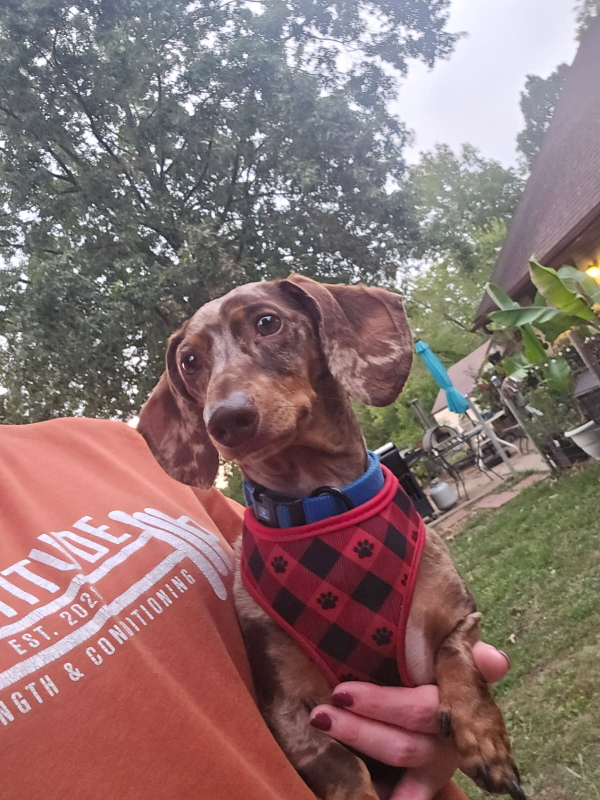 Lou available for adoption