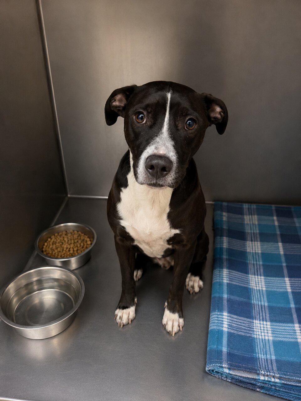 Echo available for adoption