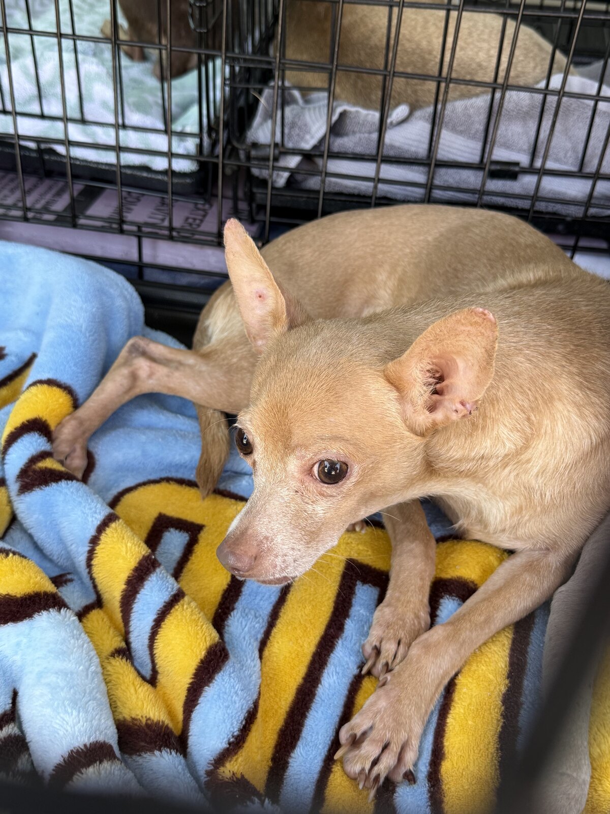 Terry available for adoption