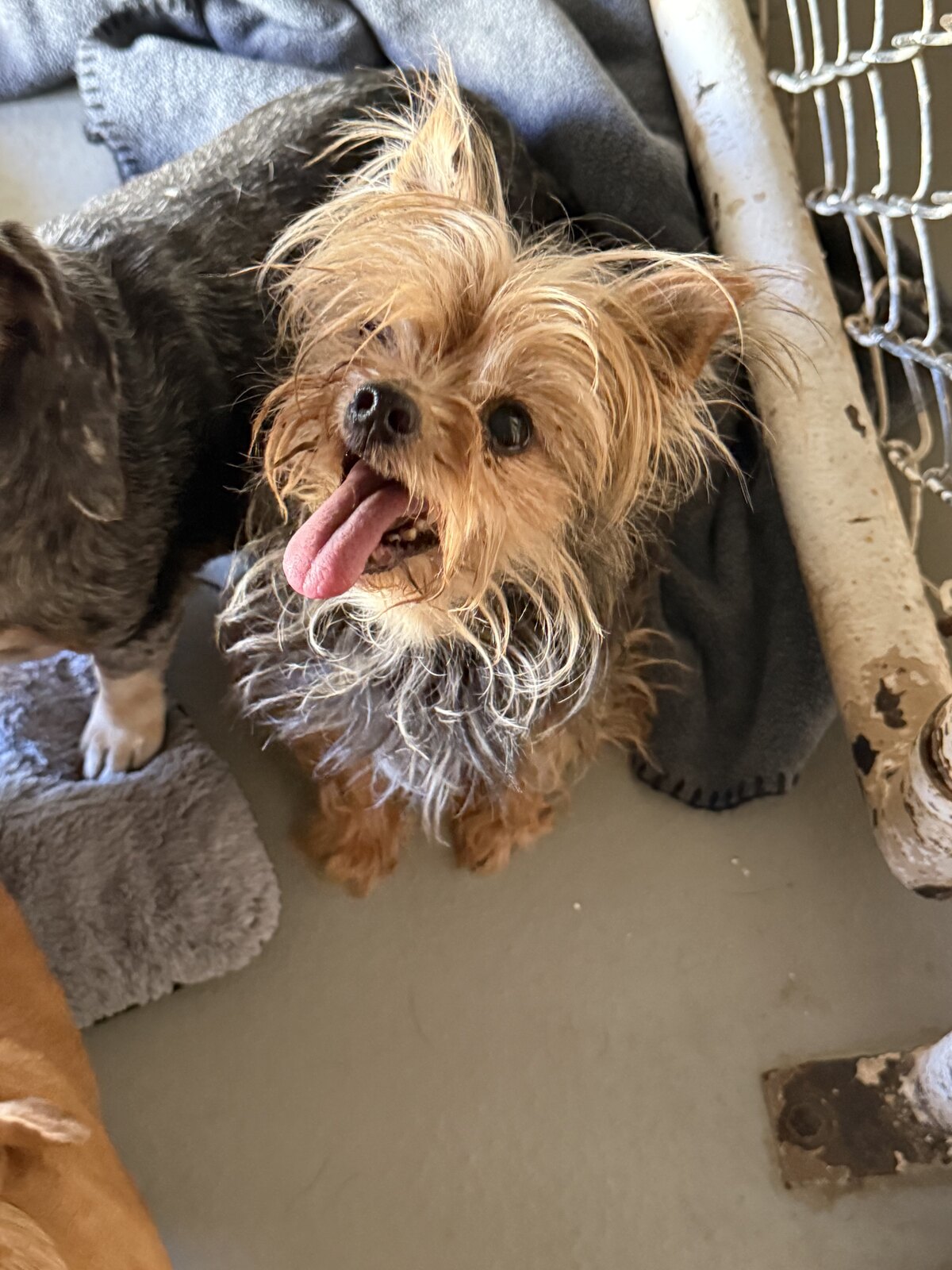 Violet available for adoption