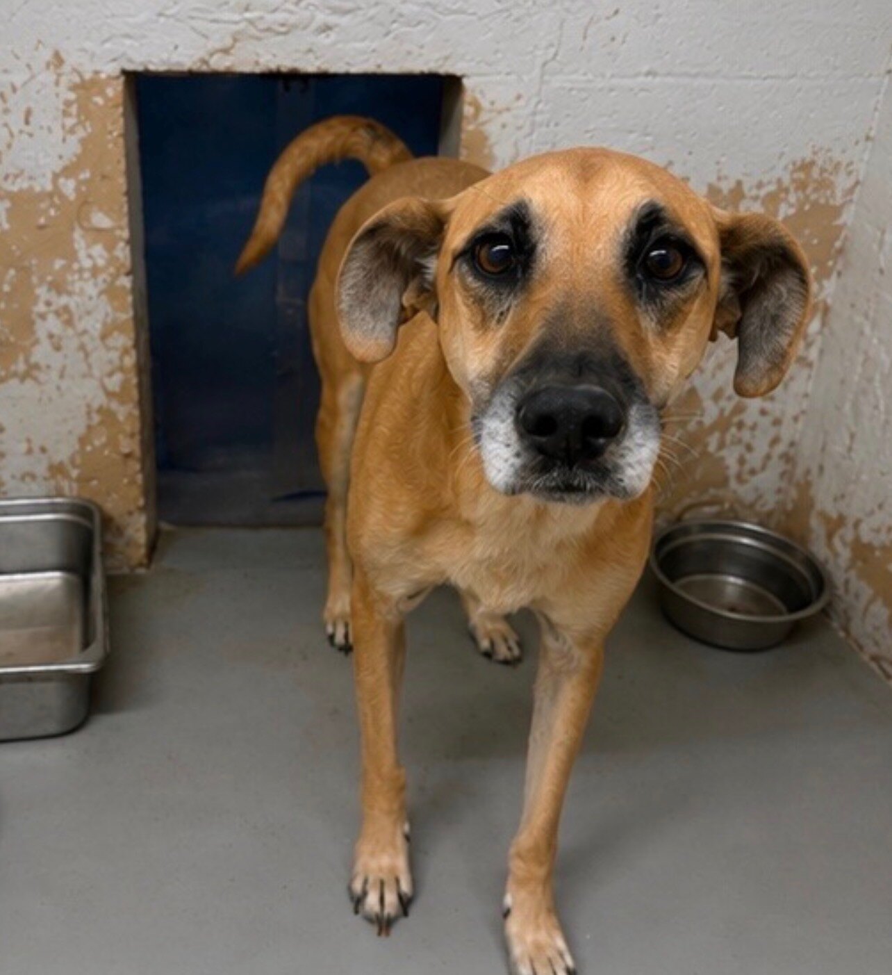 Lacy available for adoption