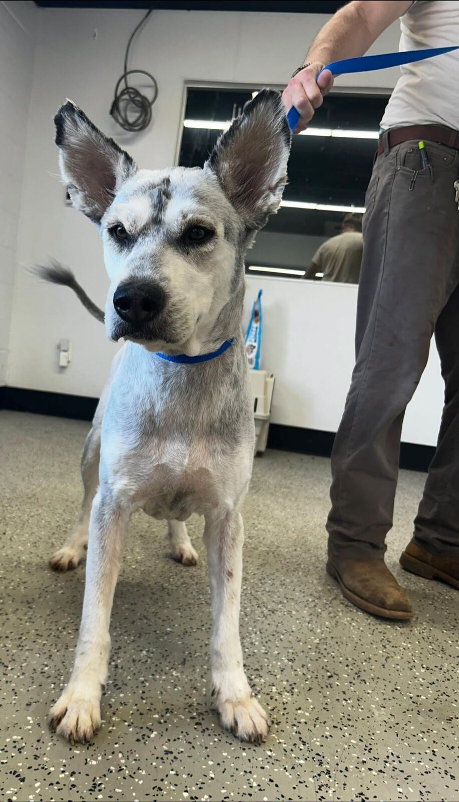 Chumbawamba available for adoption