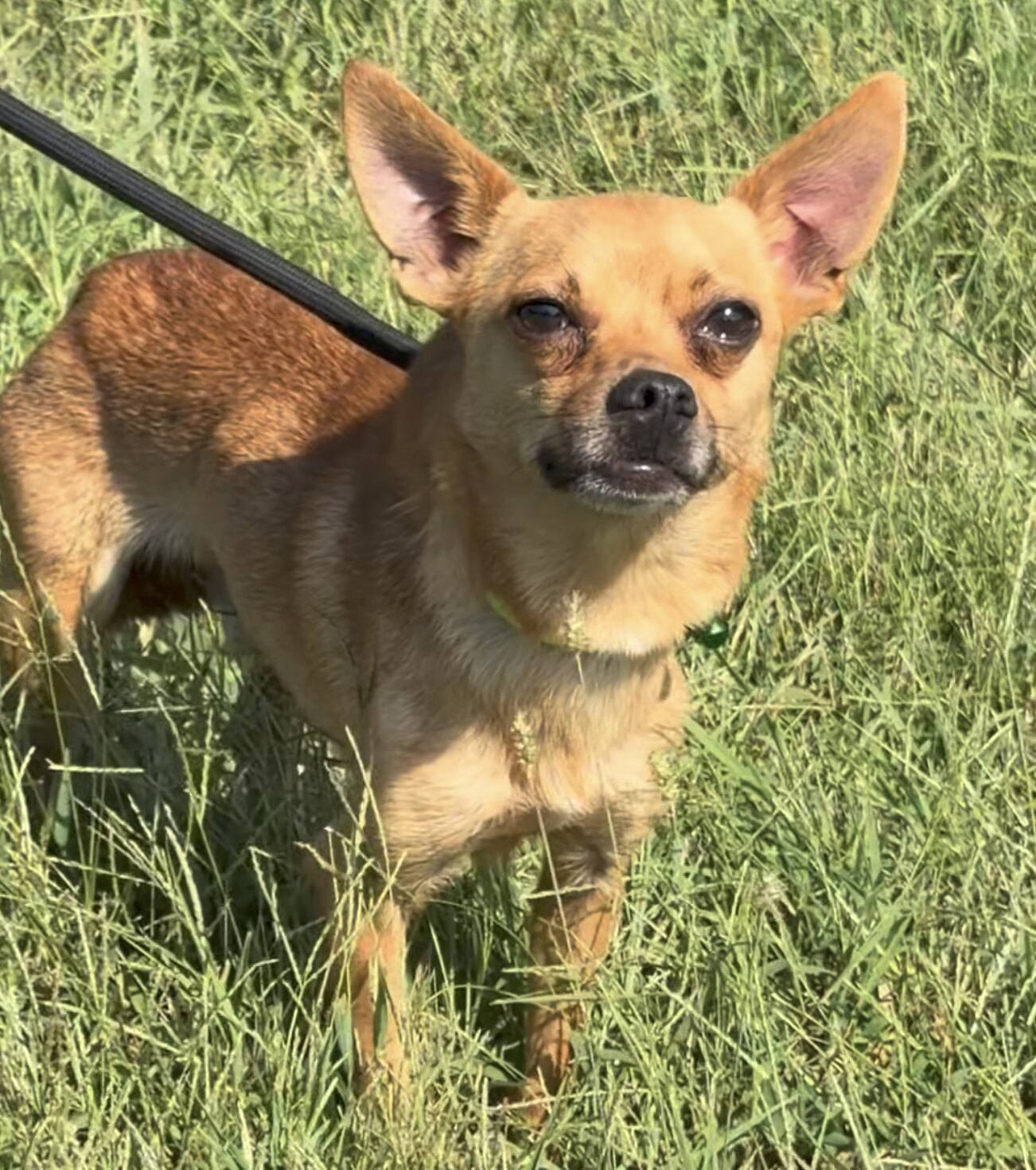 Papi available for adoption
