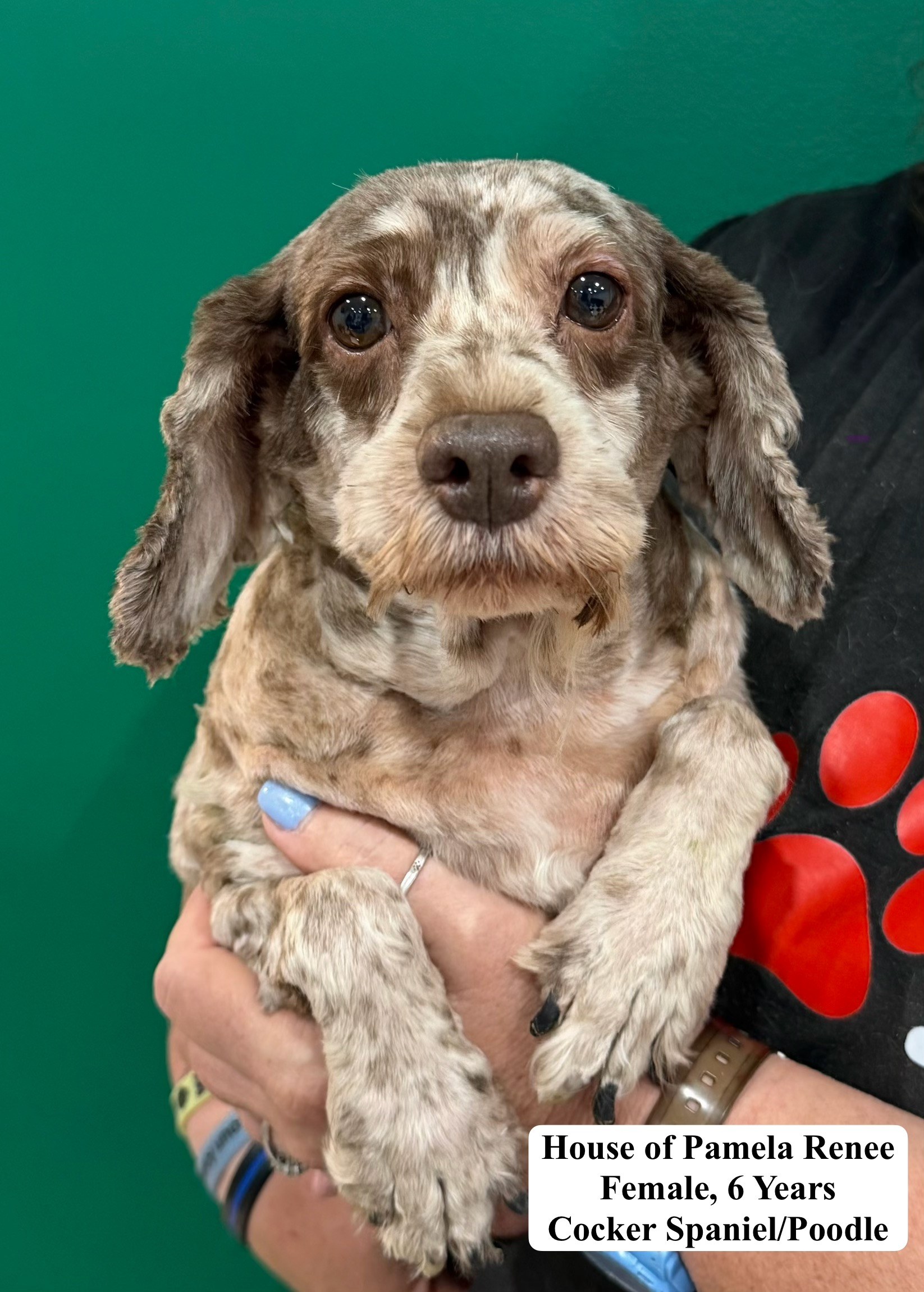 House of Pamela Renee available for adoption