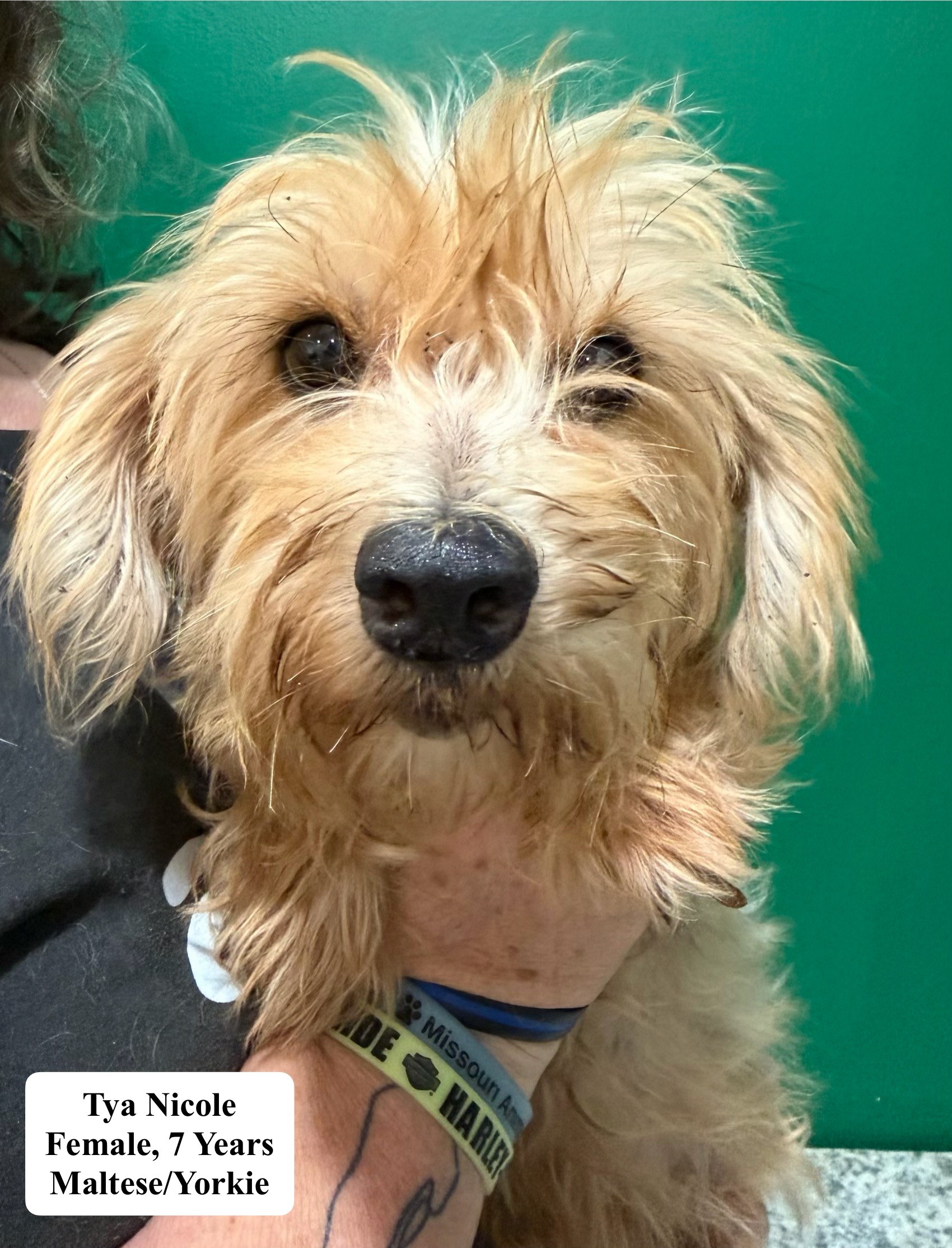 Tya Nicole available for adoption