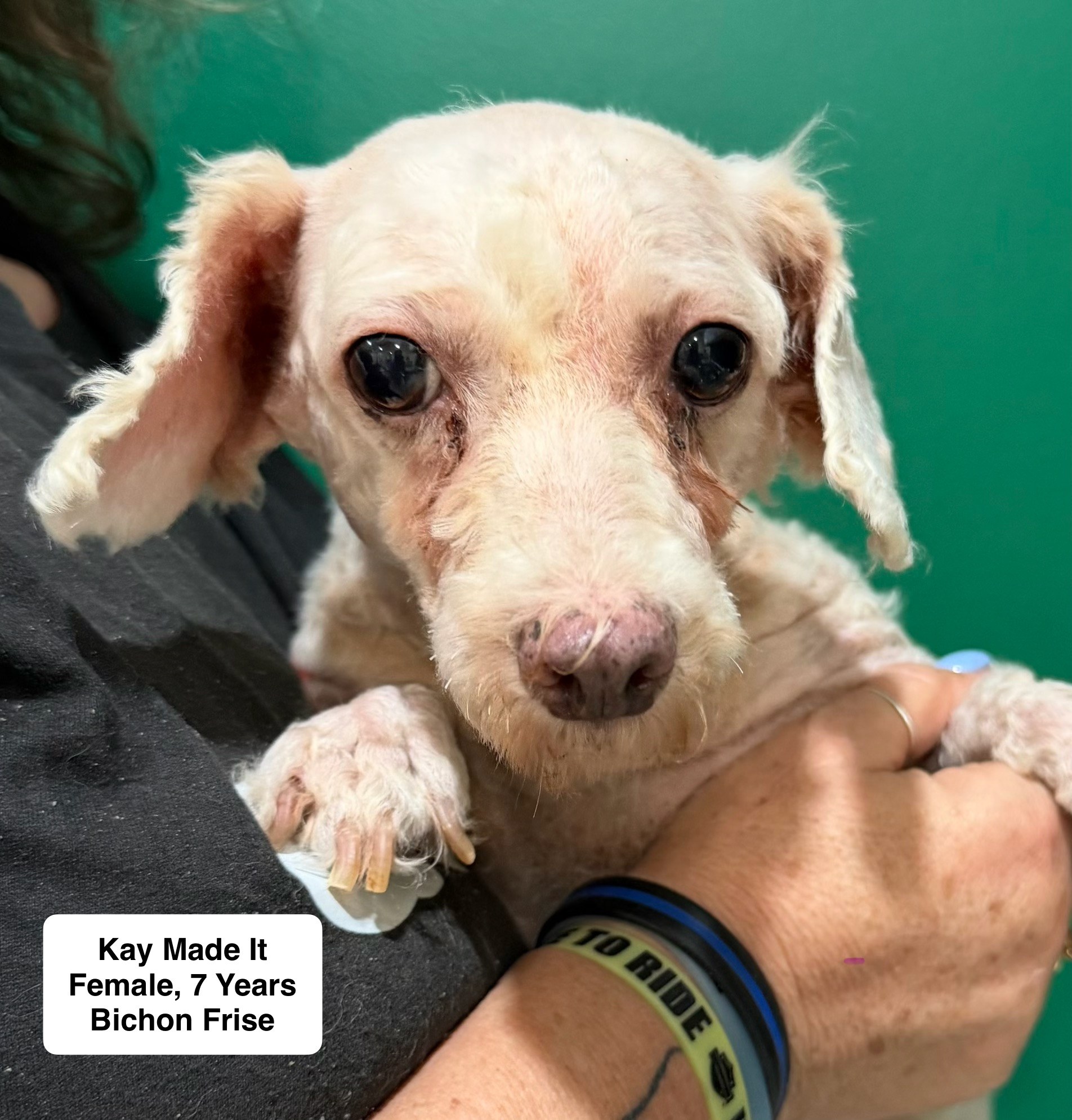 Kay Made It available for adoption
