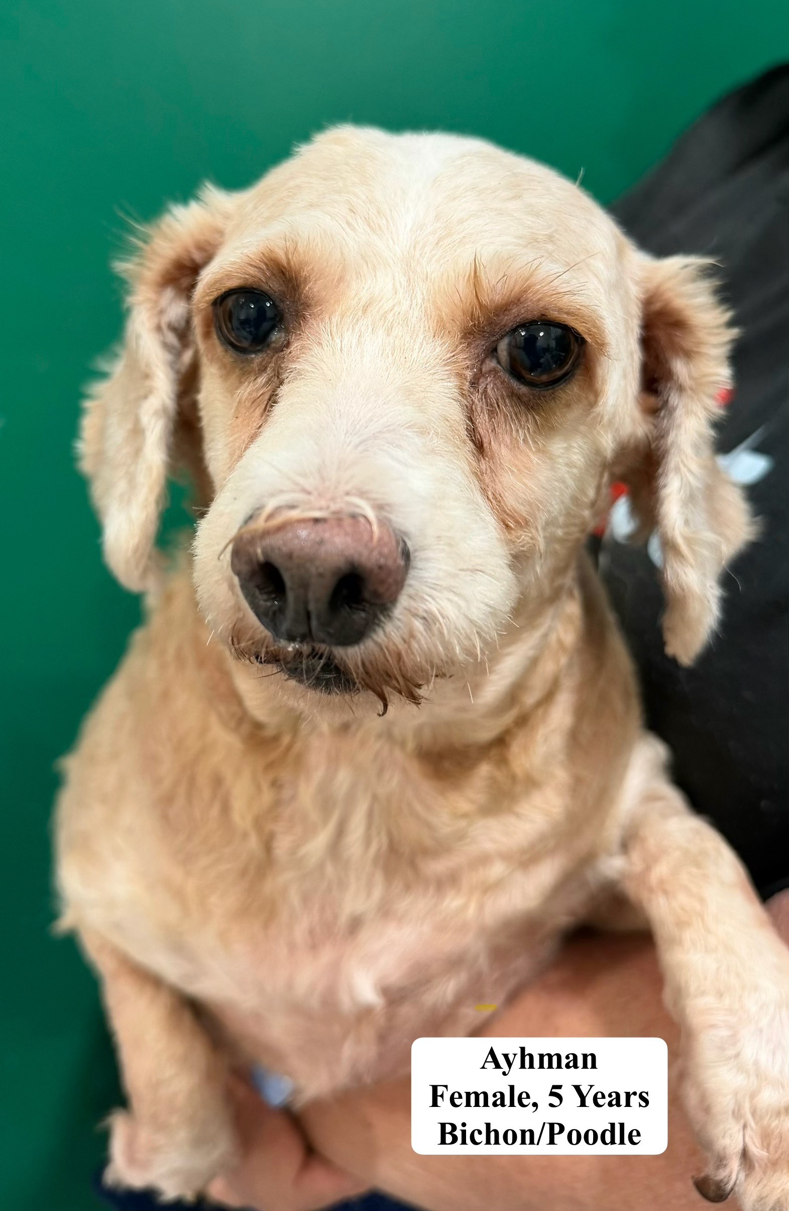 Ayhman available for adoption