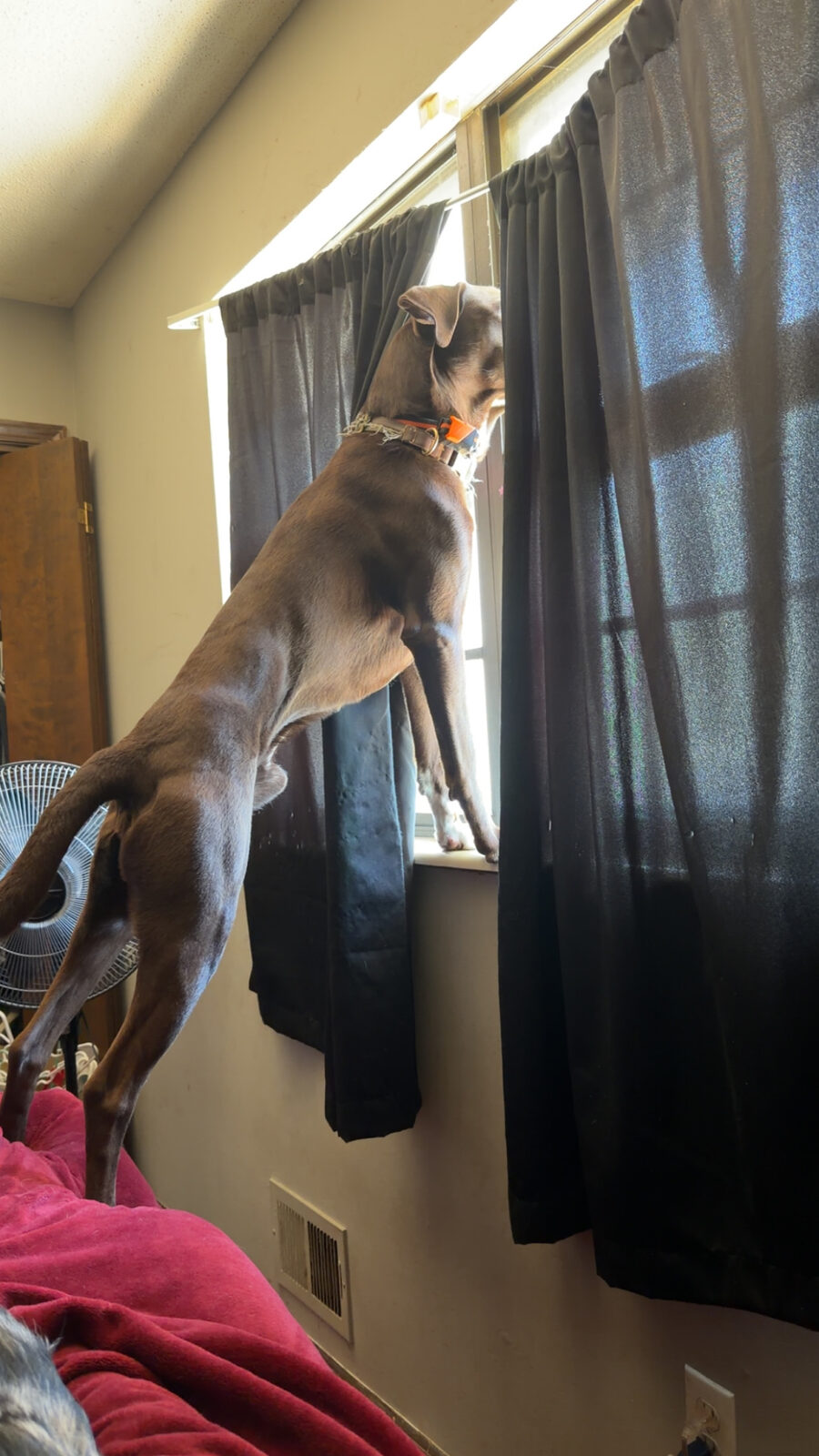 Bravo seeking foster or adopter placement