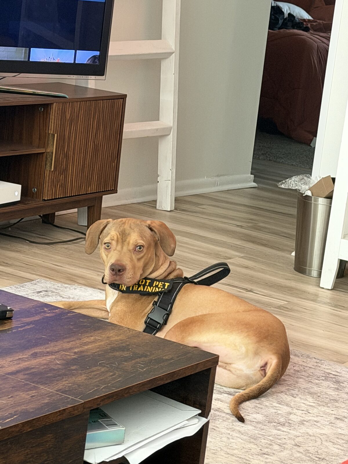 Buck seeking foster or adopter placement