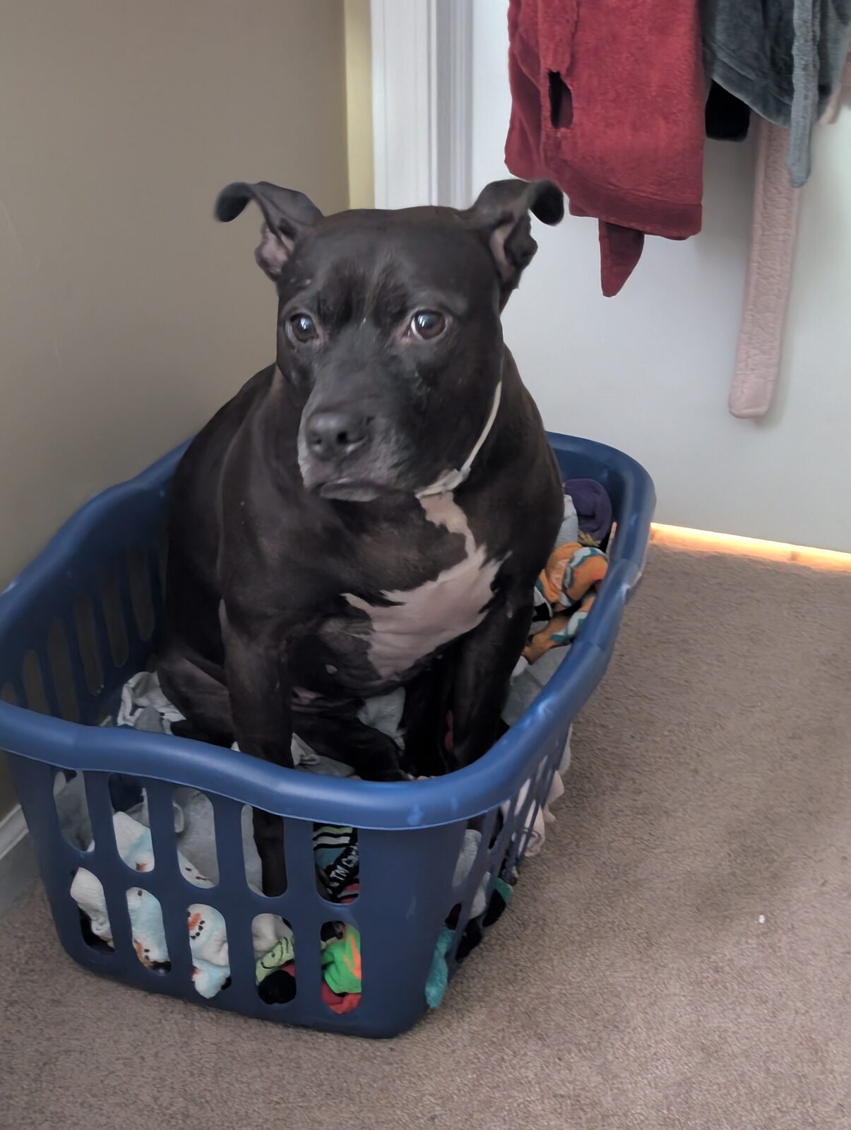 Cleo seeking foster or adopter placement