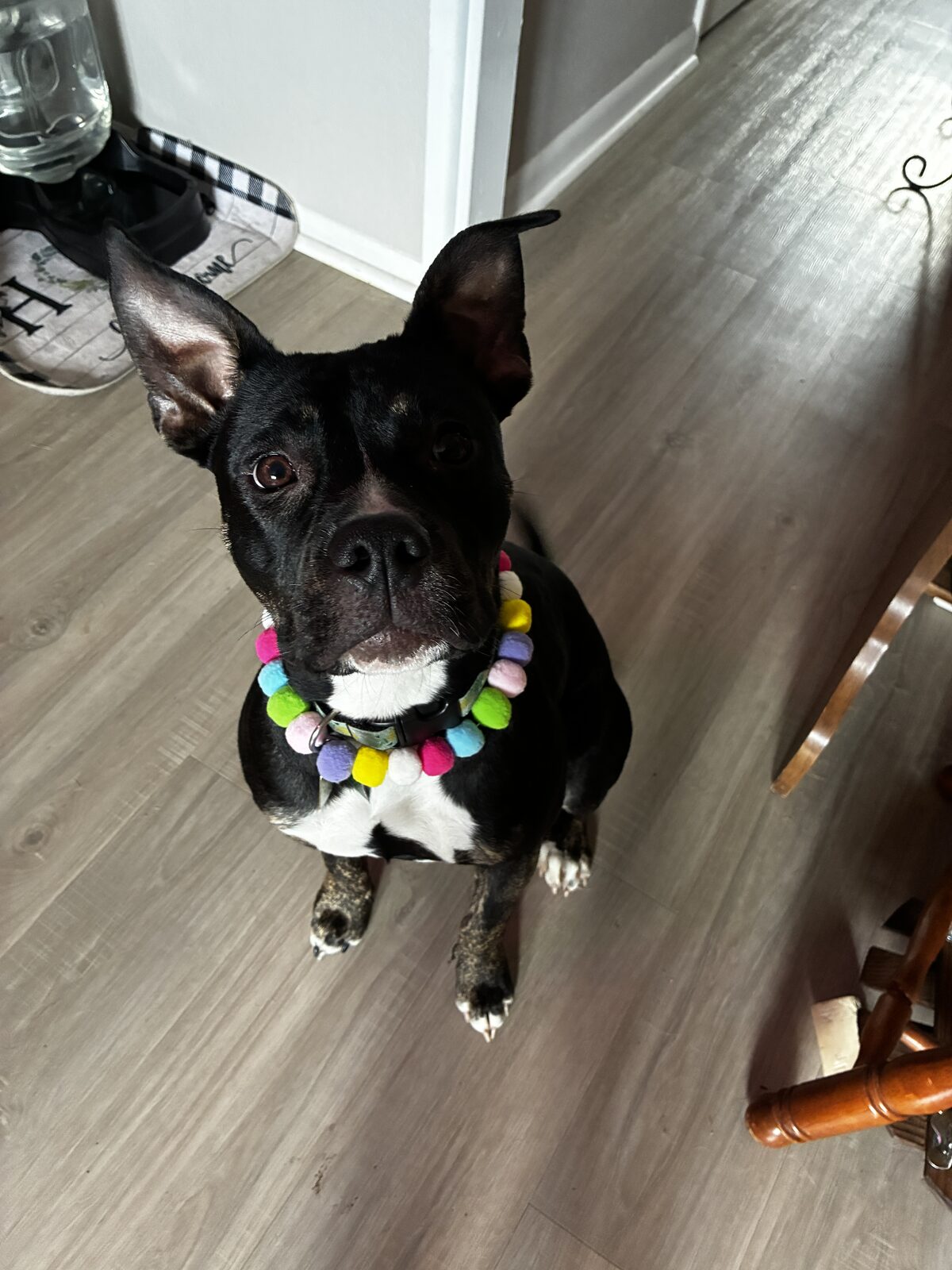Cookie seeking foster or adopter placement