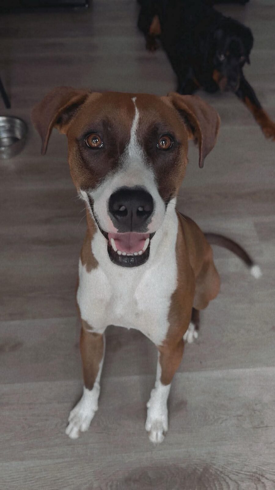 Cooper seeking foster or adopter placement