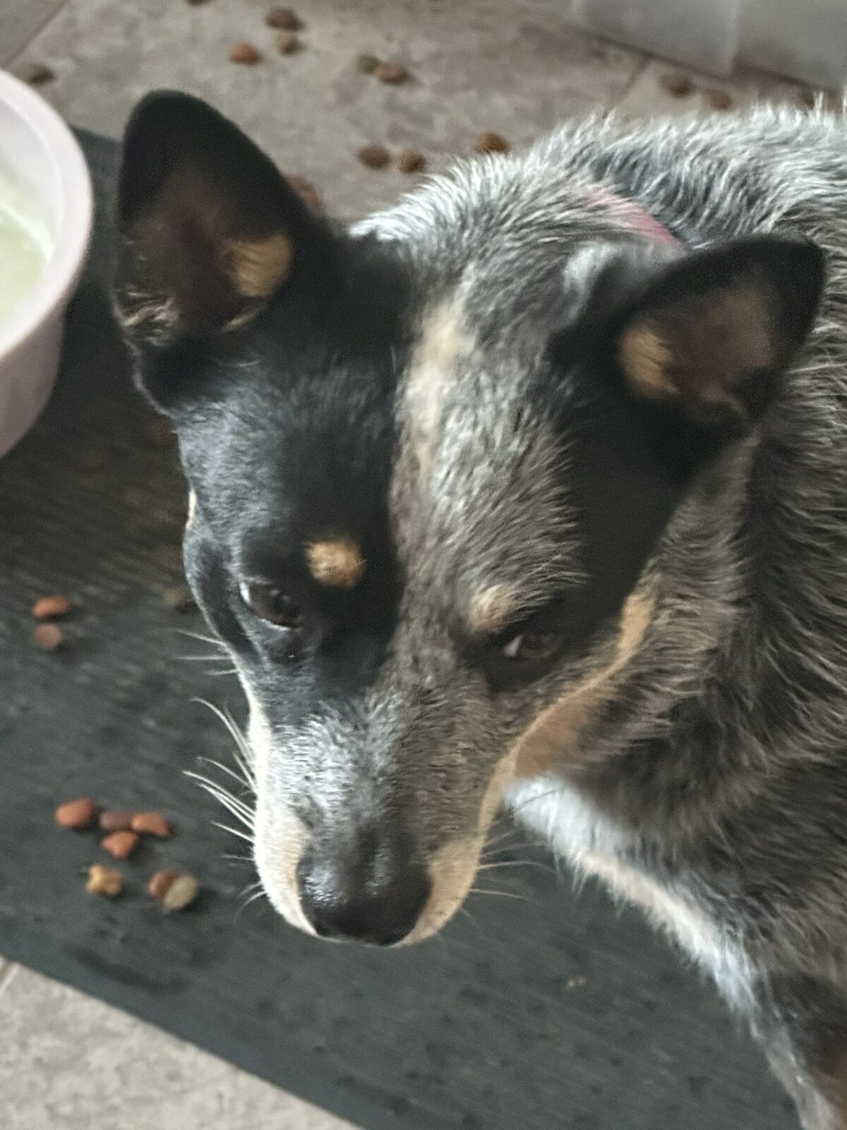 Cowgirl seeking foster or adopter placement