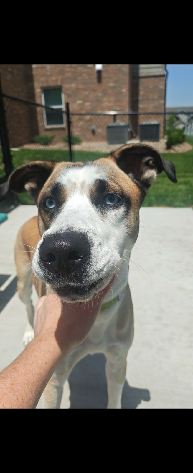 Diamond seeking foster or adopter placement