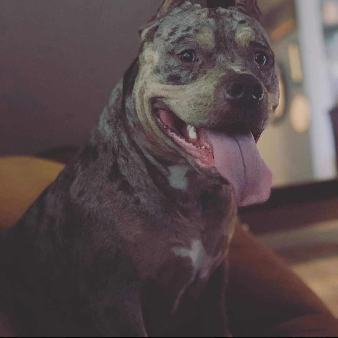 Domino seeking foster or adopter placement