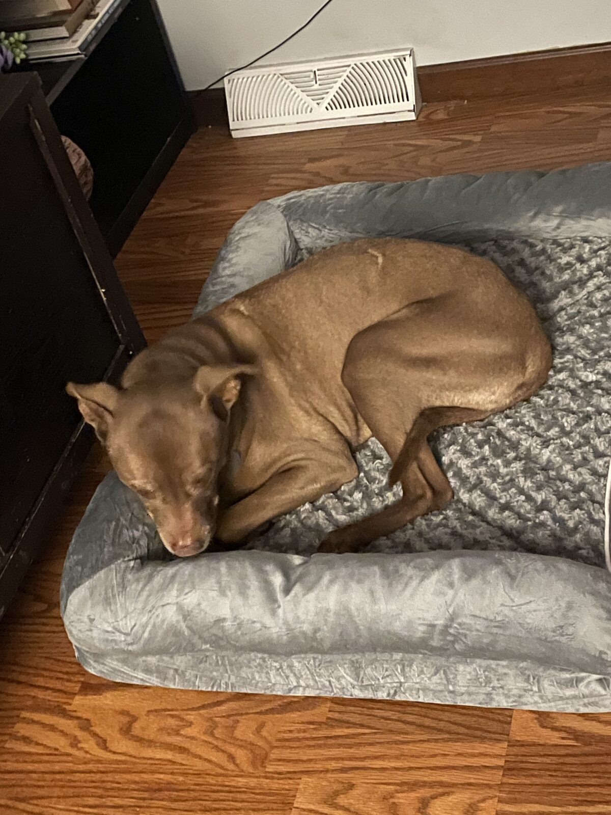 Ellie Mae seeking foster or adopter placement