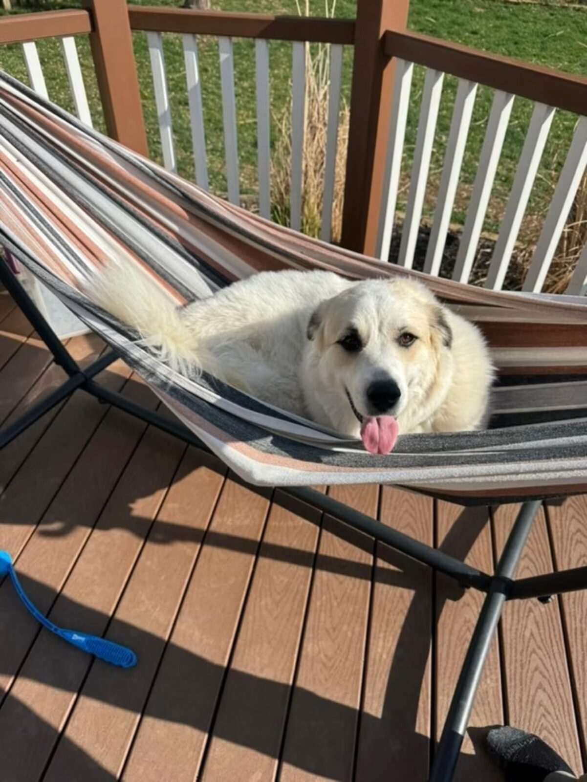 Gracie seeking foster or adopter placement