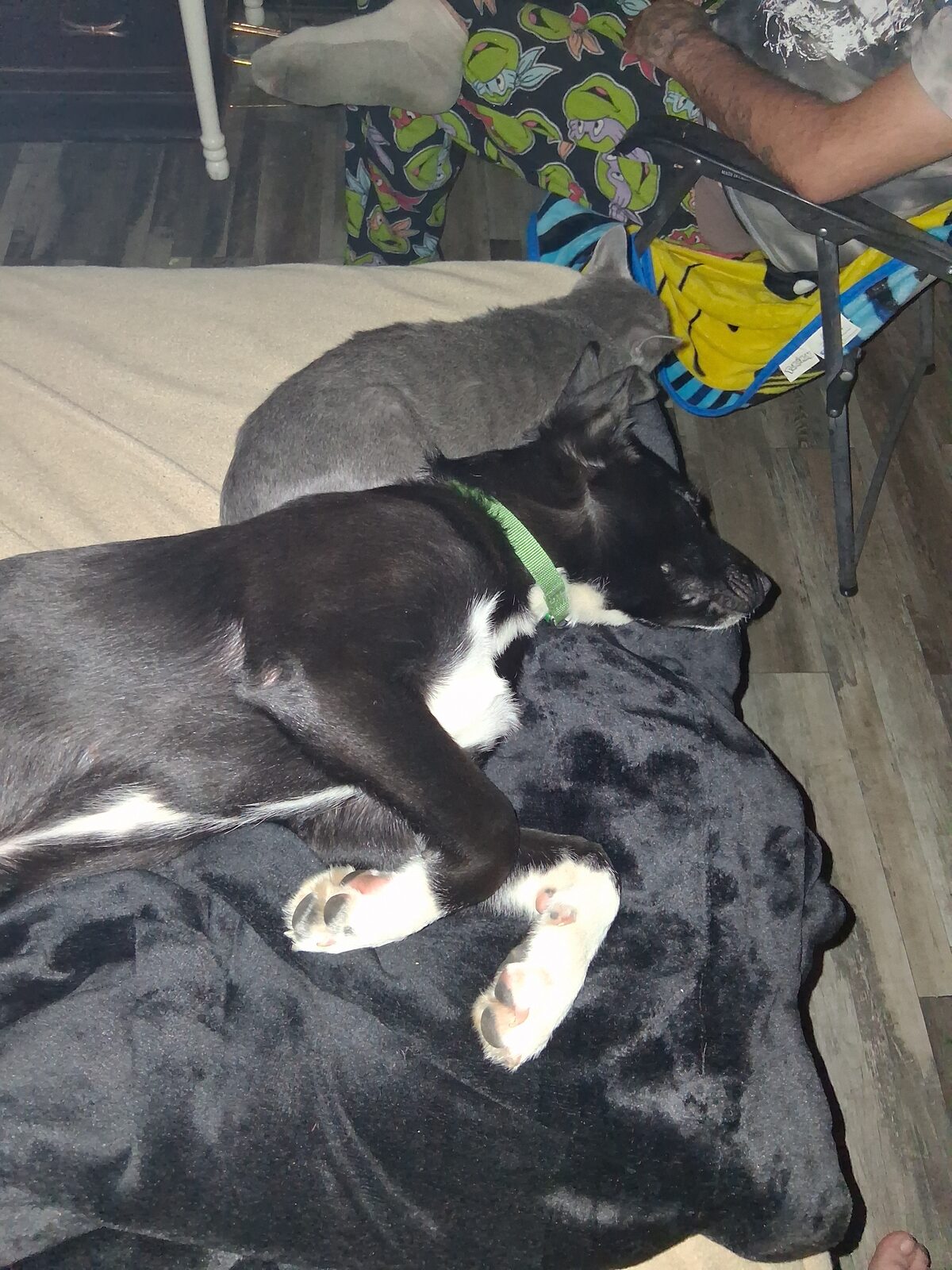 Luna seeking foster or adopter placement