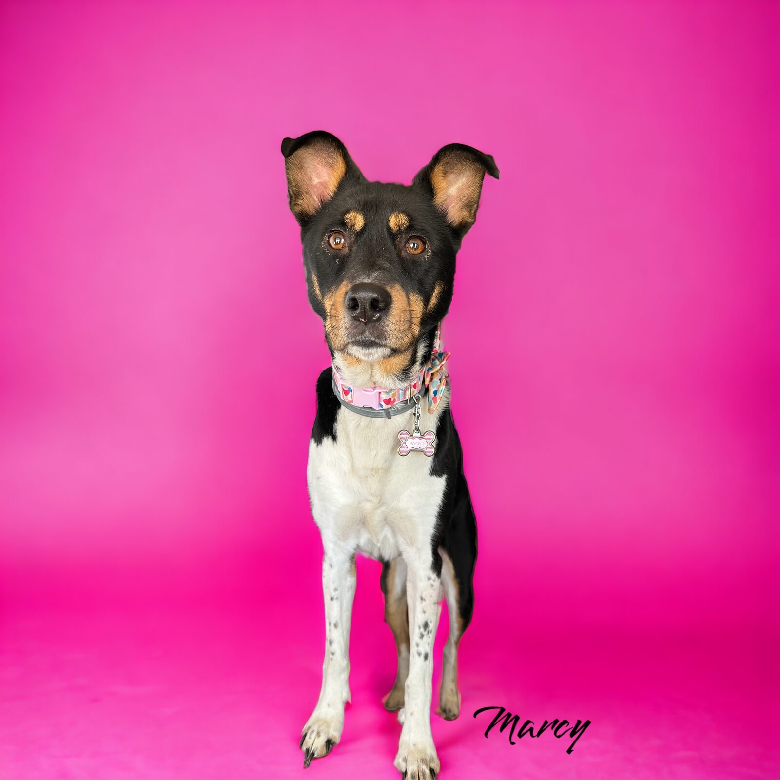 Marcy And Matilda seeking foster or adopter placement