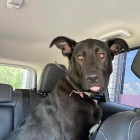 Marlee seeking foster or adopter placement